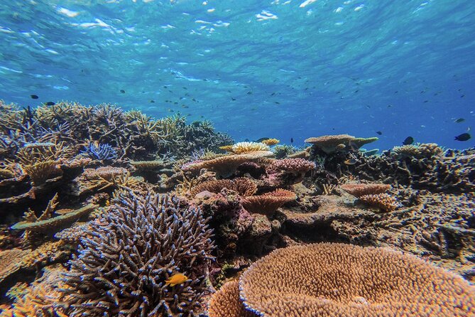 [Okinawa Iriomote] Snorkeling Tour at Coral Island