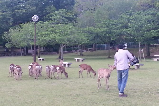 One-Day Tour of Amazing 8th Century Capital Nara