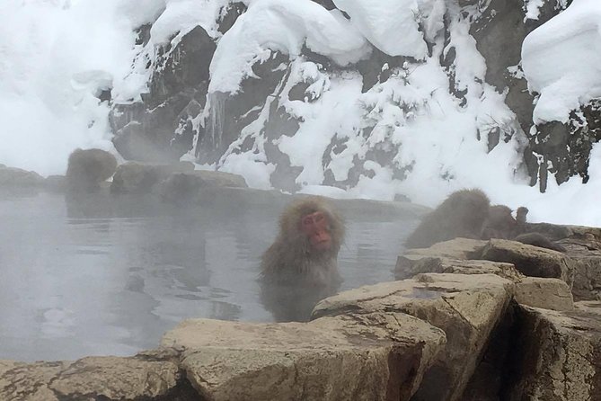 Explore Jigokudani Snow Monkey Park With a Knowledgeable Local Guide - Itinerary Overview