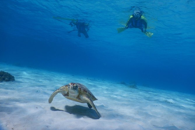 Half-Day Kayak Tour on the Kerama Islands and Zamami Island - Tour Inclusions