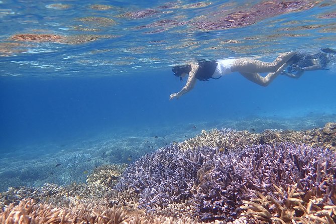 [Okinawa Iriomote] Snorkeling Tour at Coral Island - Inclusions and Exclusions