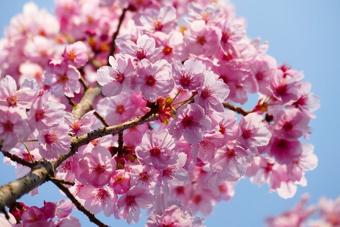 Cherry Blossom Private Tour - Inclusions