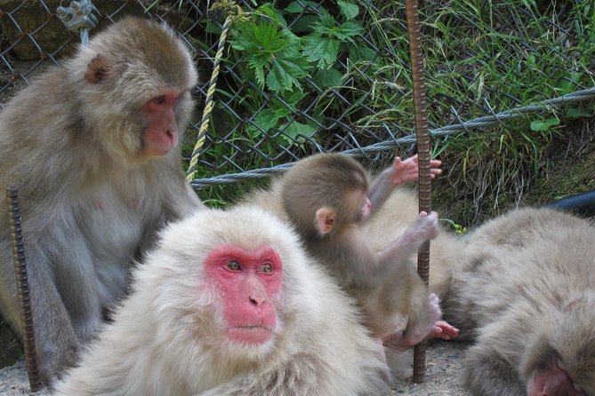 Explore Jigokudani Snow Monkey Park With a Knowledgeable Local Guide - Important Information