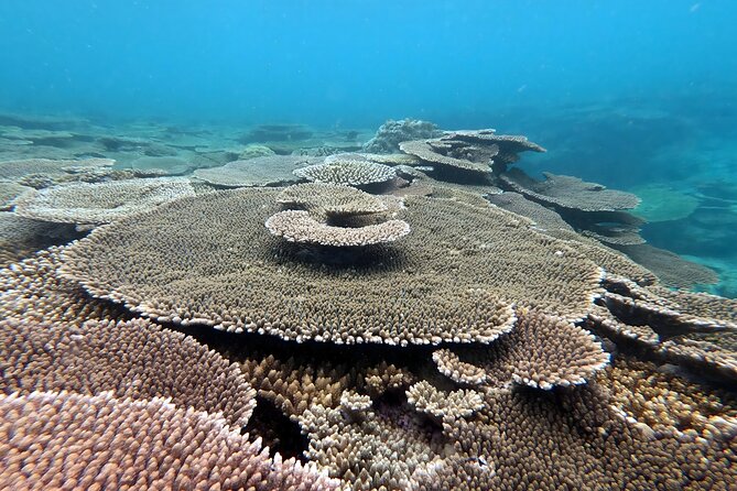 Kayak & Snorkel: Private Tour in Yanbaru, North Okinawa - Reviews