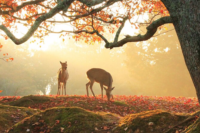 Kyoto and Nara 1 Day Bus Tour - Reviews and Feedback