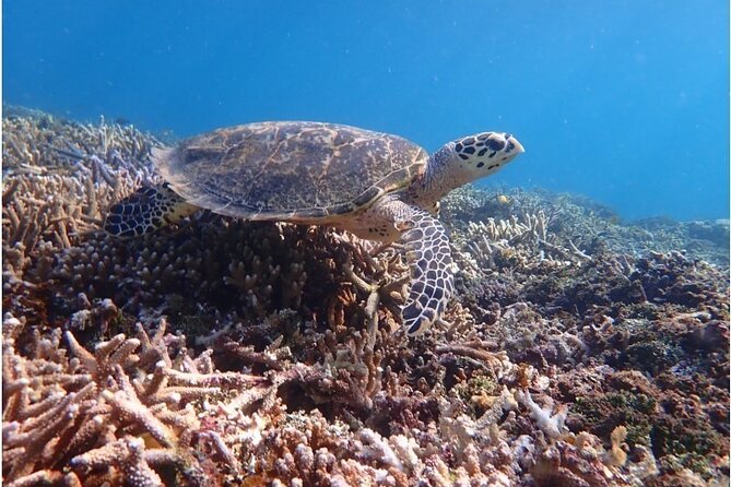 [Okinawa Iriomote] Snorkeling Tour at Coral Island - Meeting and Pickup Details