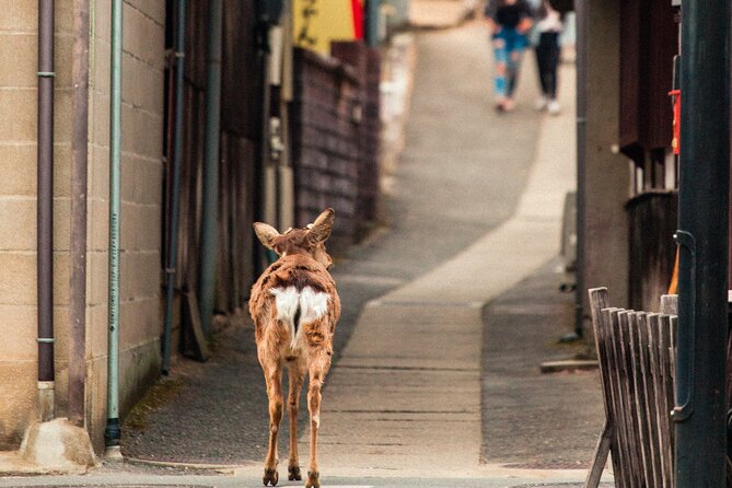 1-Day Private Sightseeing Tour in Hiroshima and Miyajima Island - Guiding and Transportation