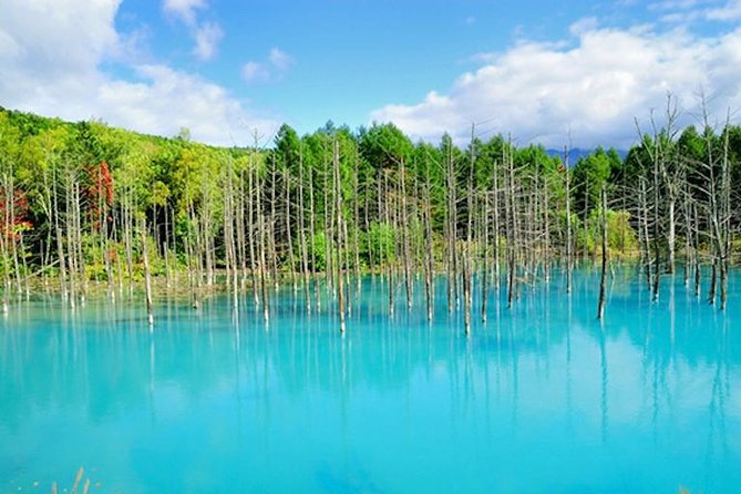 A Relaxing Day for Furano, Biei Blue Pond& Local Curry Lunch in Hokkaido! - Trip Highlights