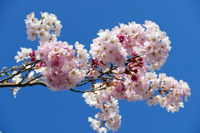 Cherry Blossom Private Tour - Accessibility