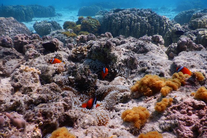 Half-Day Kayak Tour on the Kerama Islands and Zamami Island - Participant Requirements