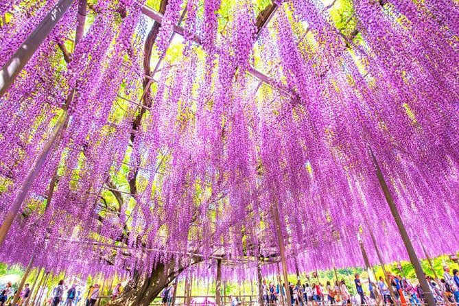 Hitachi National Seaside Park`s Flowers & Ashikaga Flower Park - Language