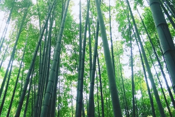 Kamakura Bamboo Forest and Great Buddha Private Tour - Price & Booking