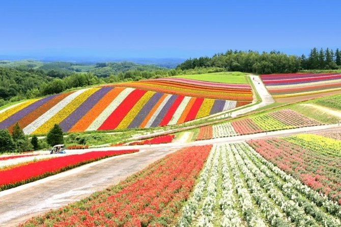 A Relaxing Day for Furano, Biei Blue Pond& Local Curry Lunch in Hokkaido! - Itinerary Overview