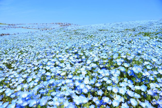 Hitachi National Seaside Park`s Flowers & Ashikaga Flower Park - Lunch