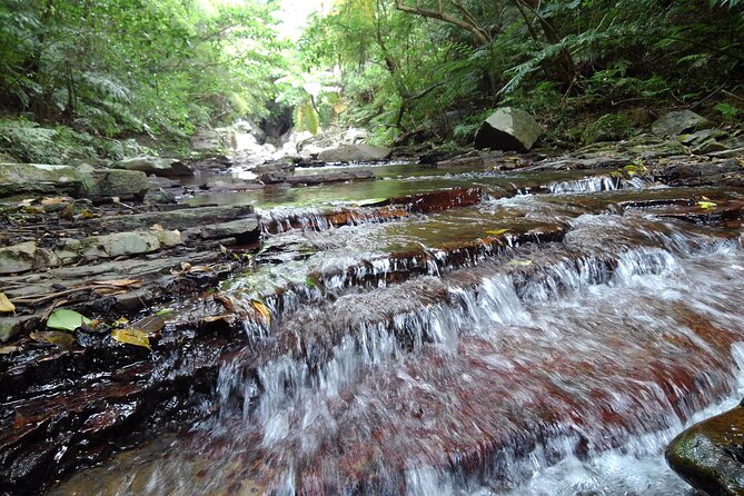 Jungle River Trek: Private Tour in Yanbaru, North Okinawa - Cancellation Policy