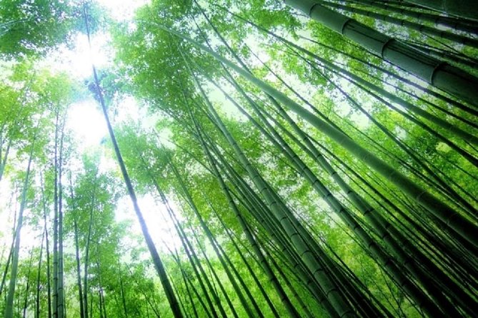 Kamakura Bamboo Forest and Great Buddha Private Tour - Additional Info