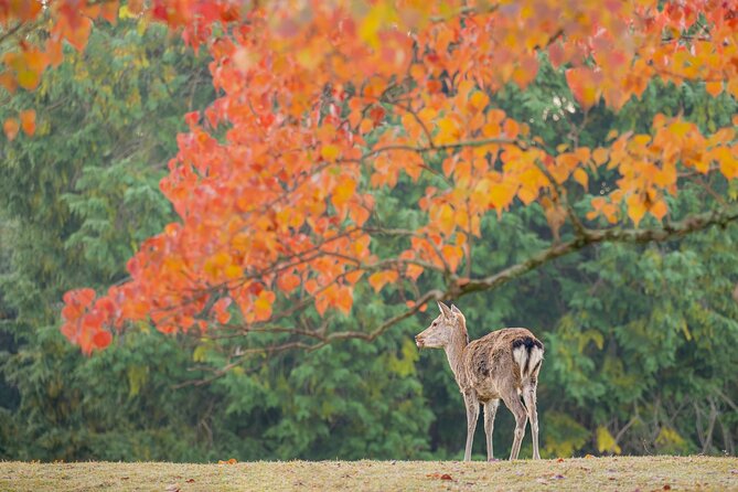 Kyoto and Nara 1 Day Bus Tour - Frequently Asked Questions