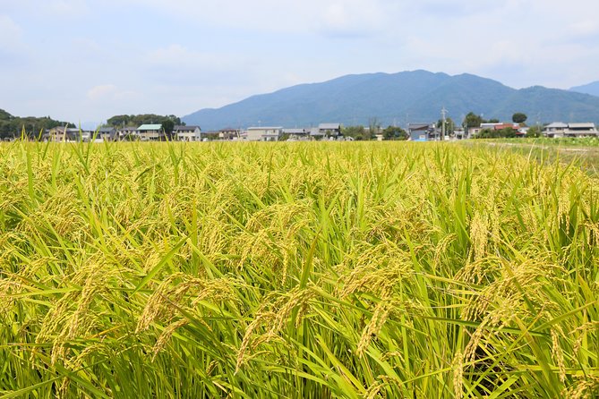 Japans Rural Life & Nature: Private Half Day Cycling Near Kyoto - Customer Reviews