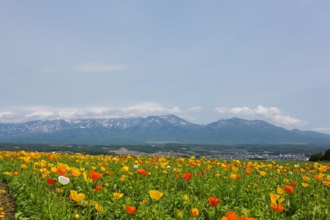 A Relaxing Day for Furano, Biei Blue Pond& Local Curry Lunch in Hokkaido! - Travel Tips