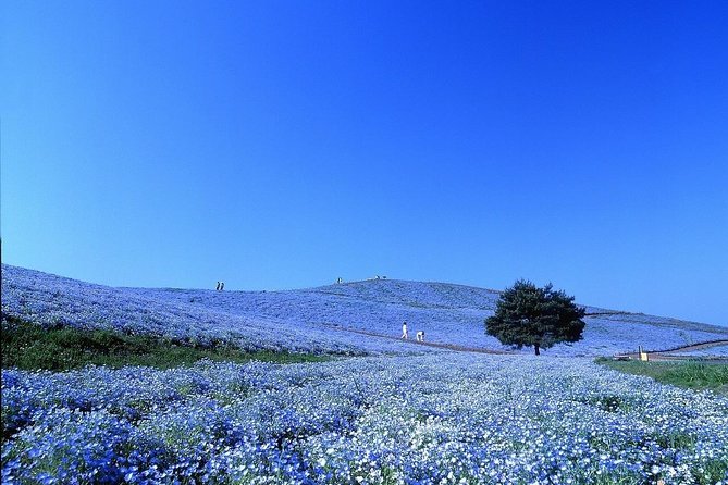 Hitachi National Seaside Park`s Flowers & Ashikaga Flower Park - Frequently Asked Questions