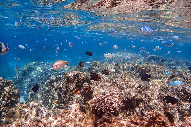 [Ishigaki] Mangrove SUP/Canoe + Phantom Island Snorkeling - Important Considerations