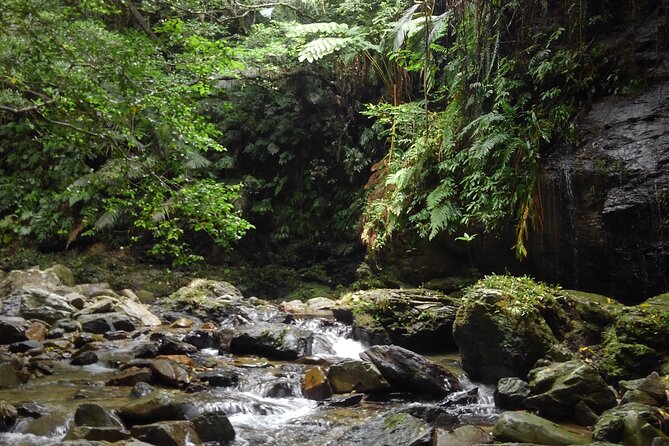 Jungle River Trek: Private Tour in Yanbaru, North Okinawa - Customer Reviews