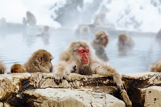 Private Snow Monkey Tour - Conveniently Resort Hop and Sightsee - Final Words