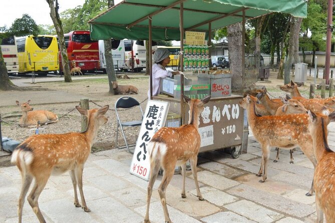 Arashiyama & Yasaka Shrine & Nara & Todaiji Day Trip From Osaka - Final Words