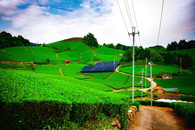 Green Tea Fields, Serene Beautiful Nature of Kyoto: Private Tour - Just The Basics