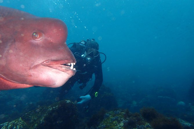 Lets Enjoy Scuba Diving in Izu Oceanic Park Izu Peninsula for Certificate Diver - Just The Basics