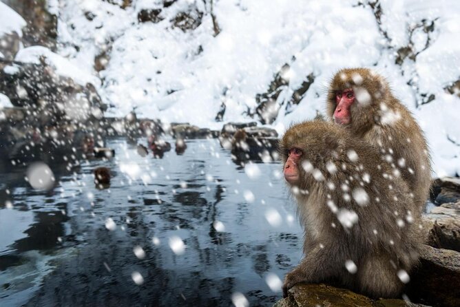 Private Snow Monkey Tour - Conveniently Resort Hop and Sightsee - Just The Basics