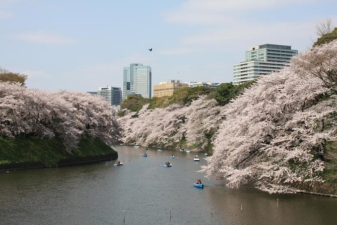 Tokyo Cherry Blossoms Blooming Spots E-Bike 3 Hour Tour - Just The Basics