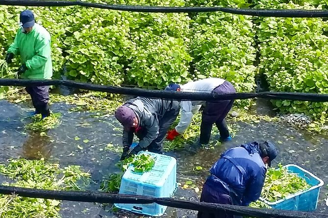 Wasabi Farm Discovery Walking Tour