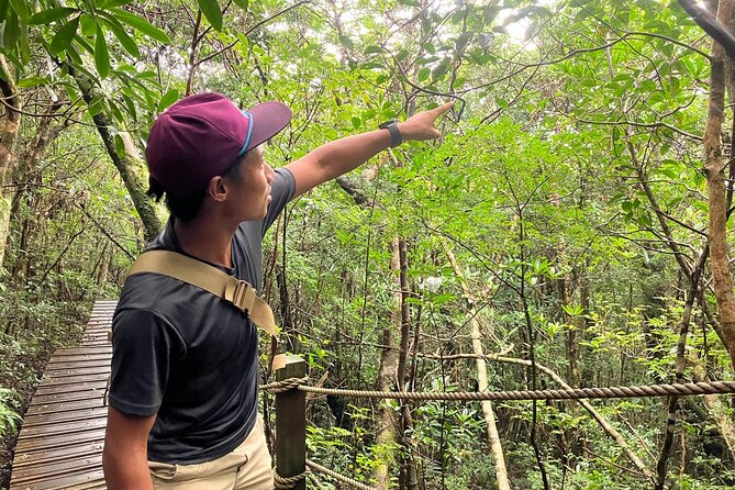 Amami Oshima Island Nature Highlights Day Tour - Kayaking in the Mangrove Forest