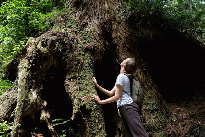 Forest Bathing in Temple and Enjoy Onsen With Healing Power - Benefits of Forest Bathing