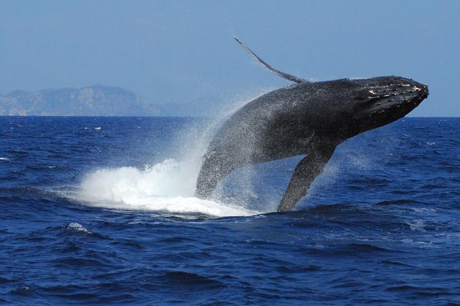 Great Whale Watching at Kerama Islands and Zamami Island - Meeting and Pickup Details