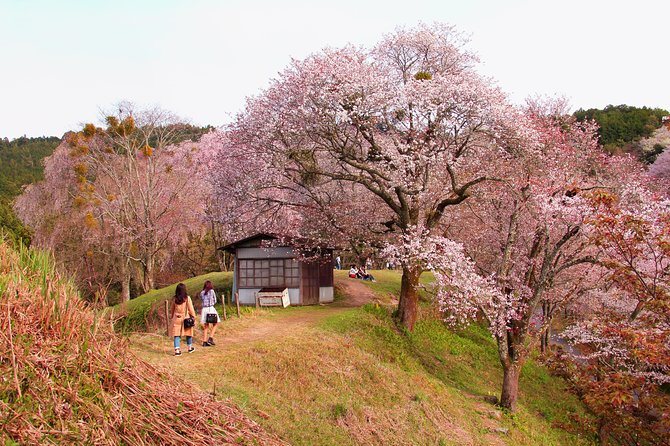 Nara Custom Full Day Tour - Transportation Options Available