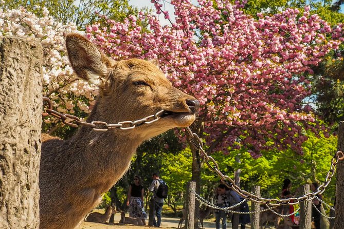 Nara Day Trip From Osaka With a Local: Private & Personalized - Highlights of Nara