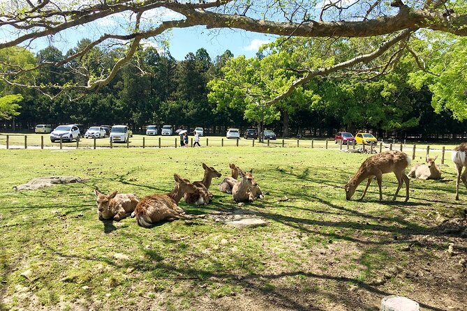 Nara Half Day Bus Tour From Kyoto - Key Highlights of Nara