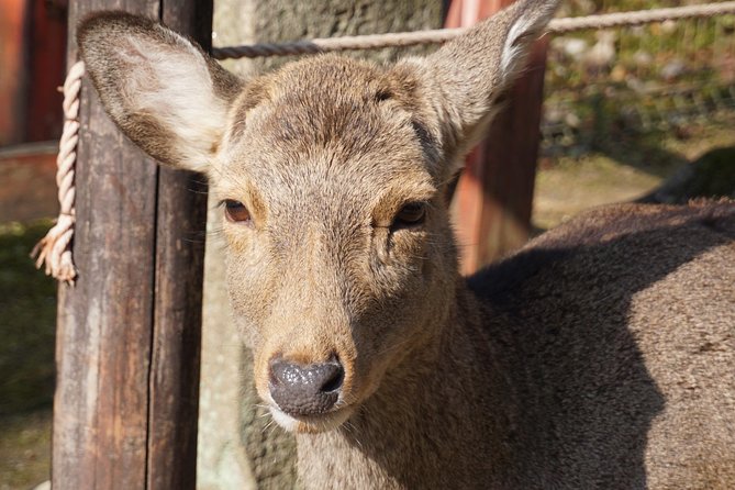 Nara Todaiji Lazy Bird Tour - Tour Itinerary and Schedule