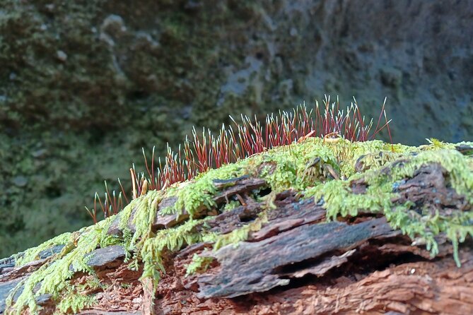 Private Day Trip of Lake Shikotsu and Moss Canyon - Reviews