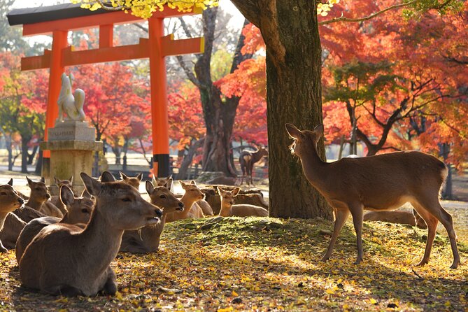 Private Nara Tour With Government Licensed Guide & Vehicle (Osaka Departure) - Customization Options