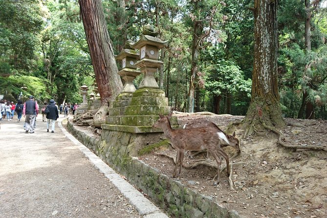 Relax in Nara: Deer Park, Todai-ji Temple and Merchants Town - Deer Park Adventure