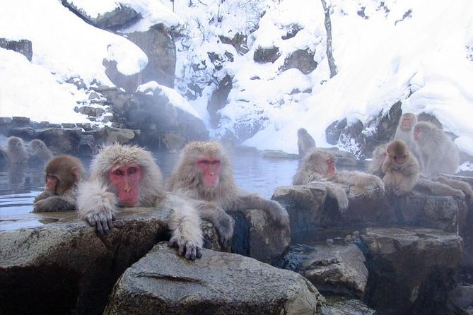 Snow Monkey Park Tour, From/To Tokyo, up to 12 Guests - Pricing Details