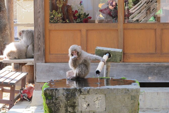 Snow Monkey & Shibu Onsen Afternoon Tour From Iiyama or Nozawa - Customer Reviews and Ratings