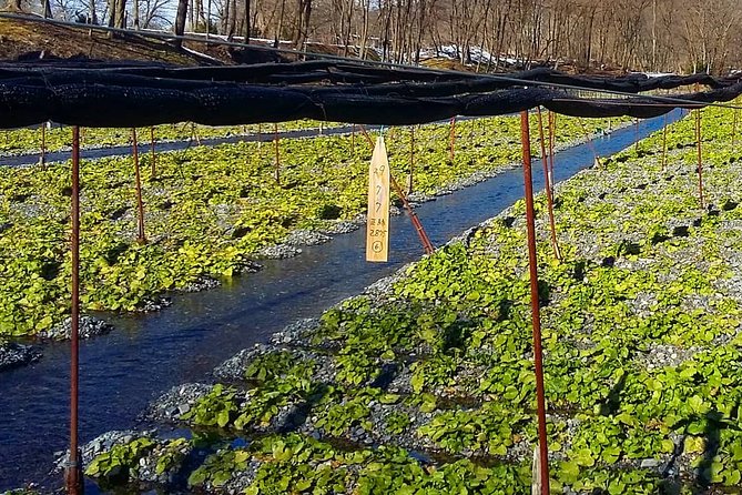 Wasabi Farm Discovery Walking Tour - What to Expect