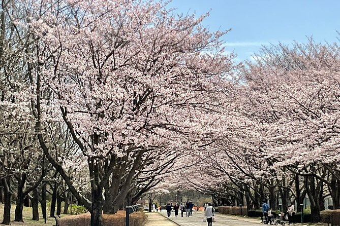 Cherry Blossom Highlights, Asakusa, Ueno, Imperial Palace Garden - Ueno Parks Cherry Blossom Experience