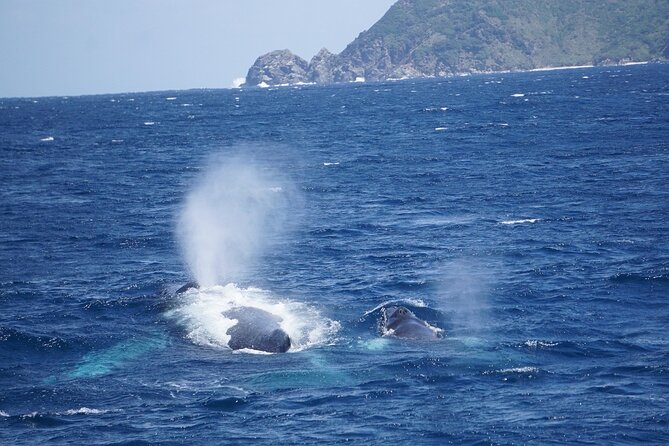 Great Whale Watching at Kerama Islands and Zamami Island - What to Expect on the Tour