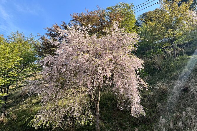 Historic and Natural Guided Hike in Yoshino - Pricing and Availability Information