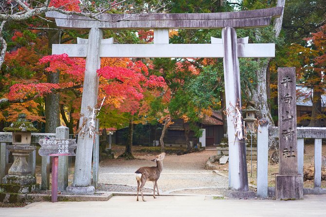 Nara Custom Full Day Tour - Highlights of the Tour